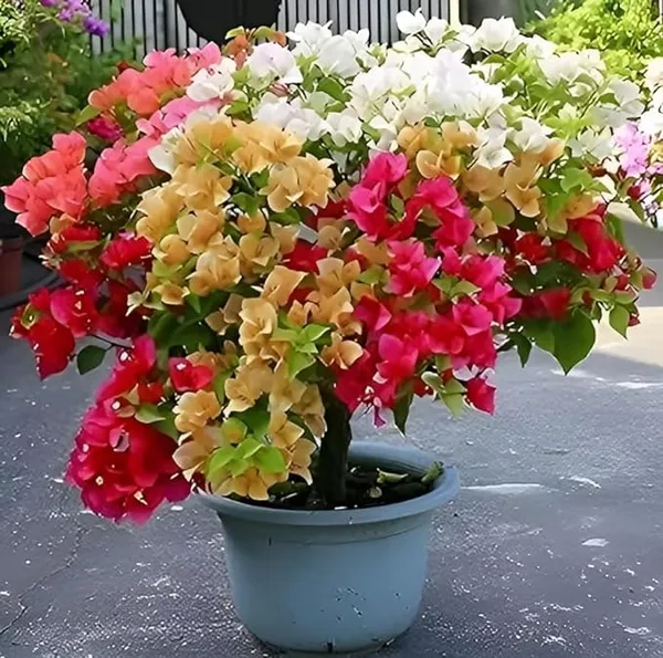 Multicolor_Bougainvillea__1-Healthy_Flower_Plant_(Grafted)_5_To_6_Colour_For_Home_Garden_Plant