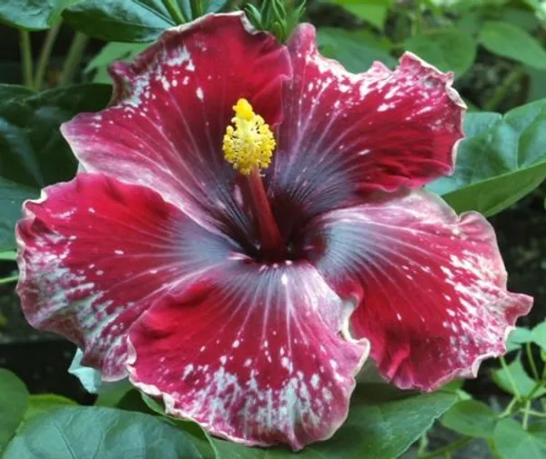 Multicolor_Hibiscus_(Hidden_Valley_)_Flowering_Plant_(Grafted,_Pack_Of_1)