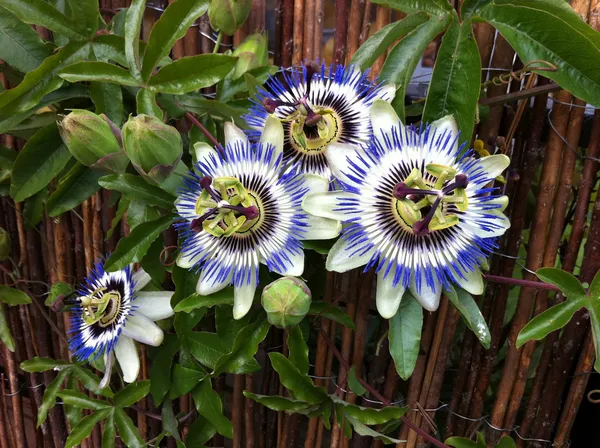 Multicolor_Krishna_Kamal_/_Passion_Flower_Plant_(Pack_Of_1)