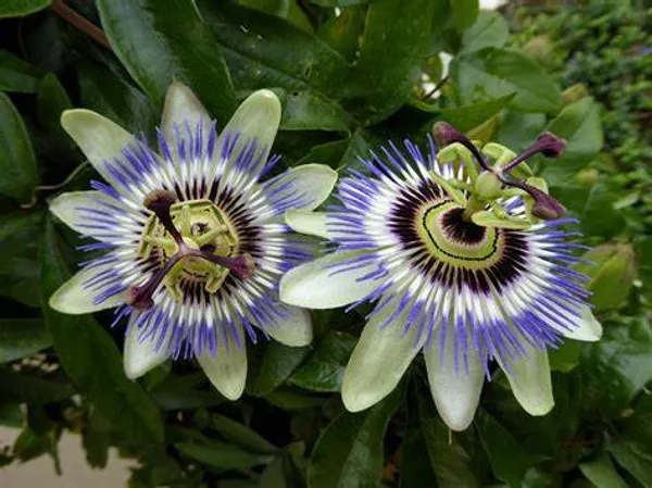 Multicolor_Krishna_Kamal_/_Passion_Flower_Plant_(Pack_Of_1)