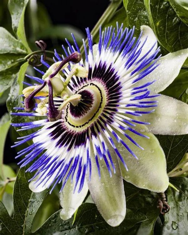 Multicolor_Krishna_Kamal_/_Passion_Flower_Plant_(Pack_Of_1)