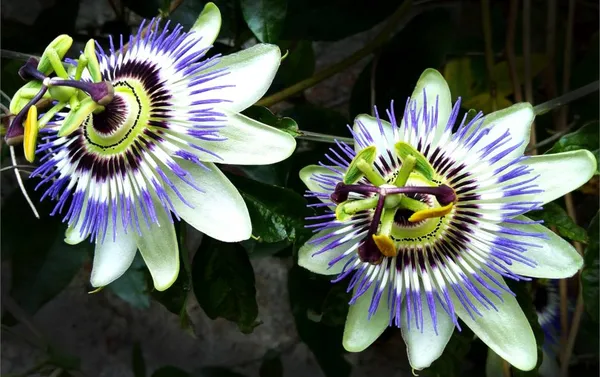 Multicolor_Krishna_Kamal_/_Passion_Flower_Plant_(Pack_Of_1)