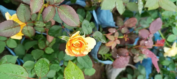Multicolour_Rose_Plant_(Pack_Of_1)