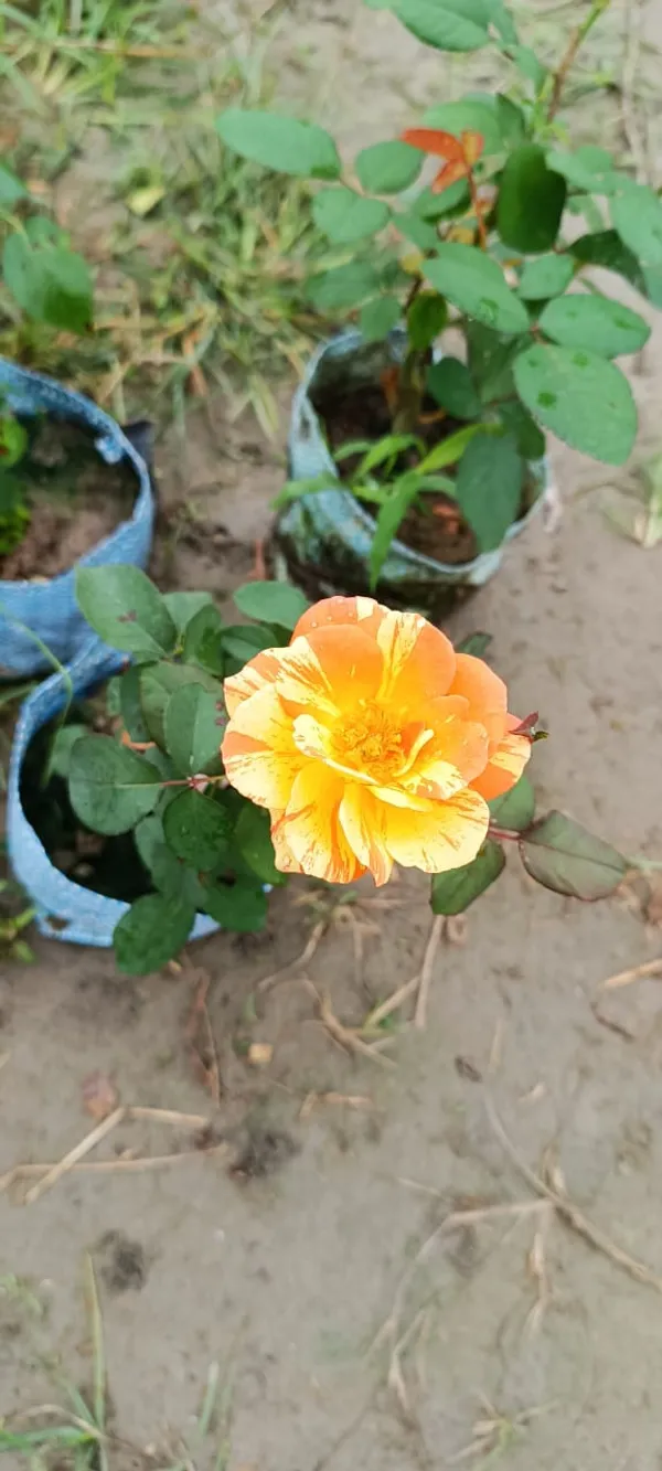 Multicolour_Rose_Plant_(Pack_Of_1)