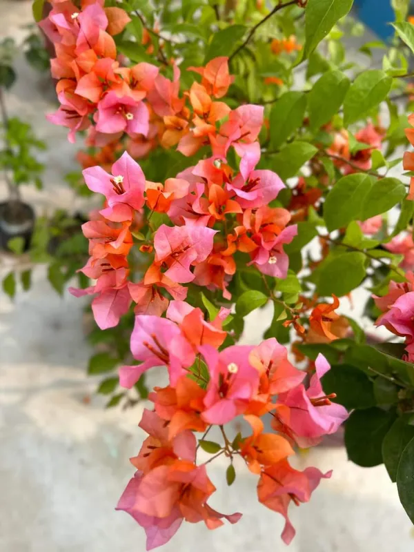 Multicolour_(Grafted)_Bougainvillea__Flower_Plant