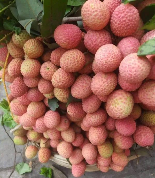 Muzaffarpur_Shahi_Litchi_Fruit_Plant_(Pack_Of_1)