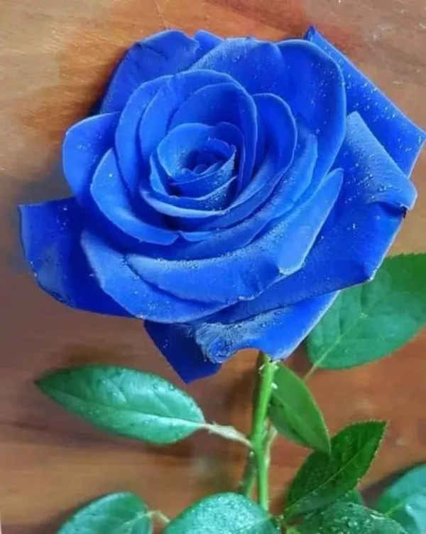 Rosea_Blue_Grafted_Outdoor_Plant
