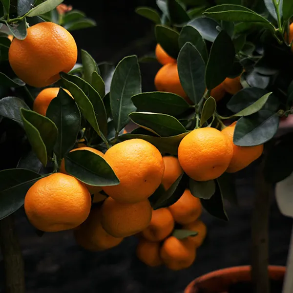 Hybrid_Orange_Fruit_Plant_For_Home_&_Garden