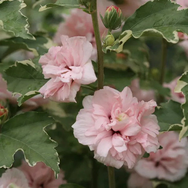 Sugar_Tip_Hibiscus_Plant