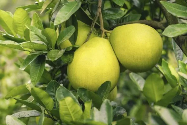 Hybrid_Pomelo_Orange_|_Grafted_Plant