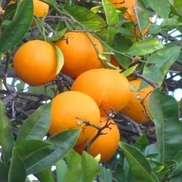 NEAR_SWEET_ORANGE_-GRAFTING_FRUIT_PLANT_(1.5-2_Feet_Height_Pack_Of_1)