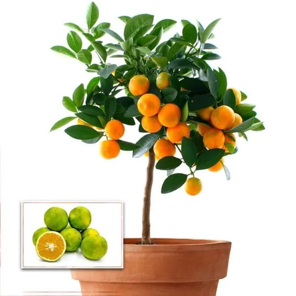 NEAR_SWEET_ORANGE_-GRAFTING_FRUIT_PLANT_(1.5-2_Feet_Height_Pack_Of_1)