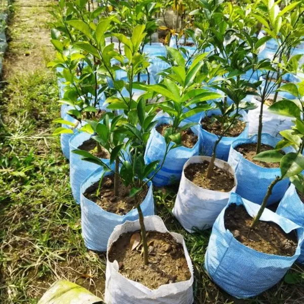NEAR_SWEET_ORANGE_-GRAFTING_FRUIT_PLANT_(1.5-2_Feet_Height_Pack_Of_1)