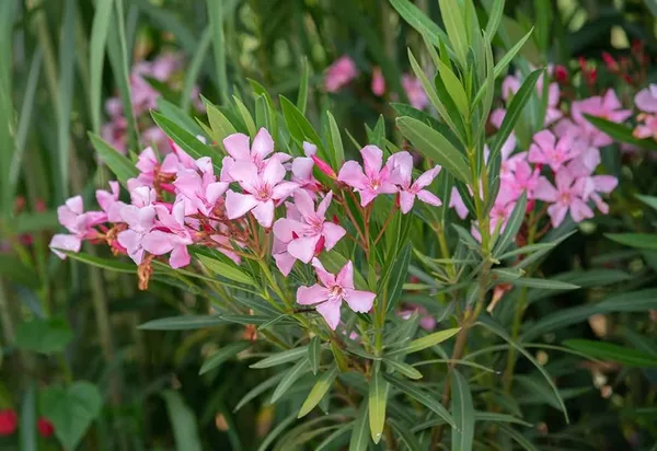 Pink_Karabi_Outdoor_Flowering_Plant