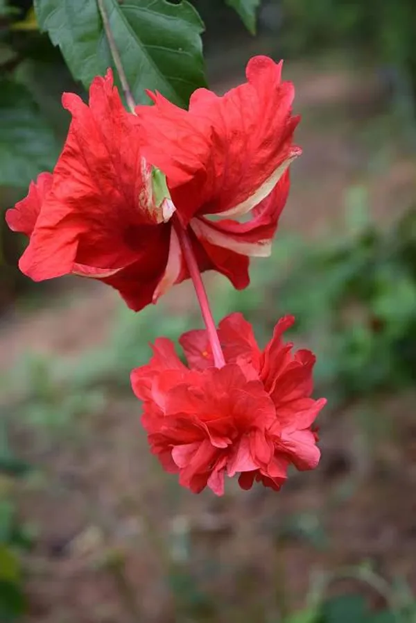 Dubble_Petal_Red_Hibiscus_Plant