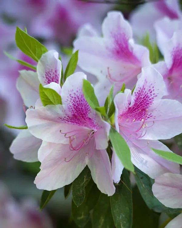 Azalea_Flower_Plant