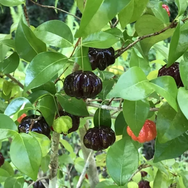 Black_Surinam_Cherry_Fruit_Plant