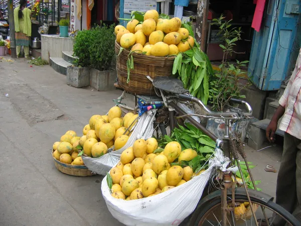 Banganpalli_Mango_|_Grafted_and_Hybrid_Plants