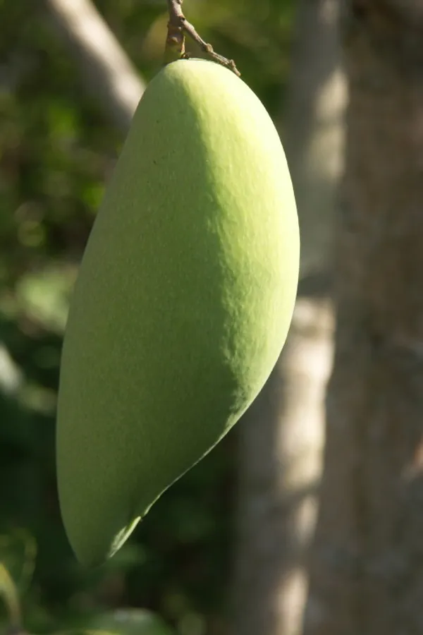 Nam_Doc_Mai_Grafted_Mango_Tree_-_Thai_Favorite_Mango_Plant_&_Tree