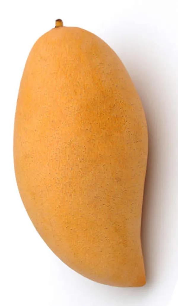 Nam_Doc_Mai_White_Mango_Grafting_Plant_(1.5-2_Feet_Height_Pack_Of_1)