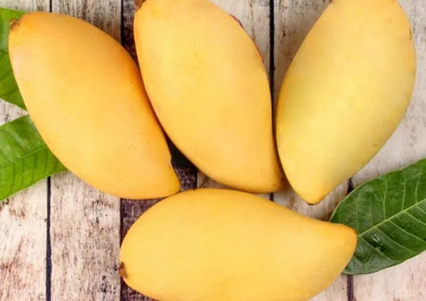 Nam_Doc_Mai_White_Mango_Grafting_Plant_(1.5-2_Feet_Height_Pack_Of_1)