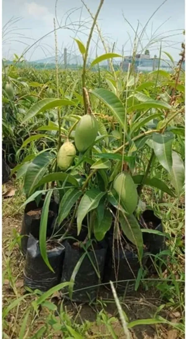 Nam_Doc_Mai_(Grafted)_All_Time_Mango_Fruit_Plant_(Pack_Of_1)