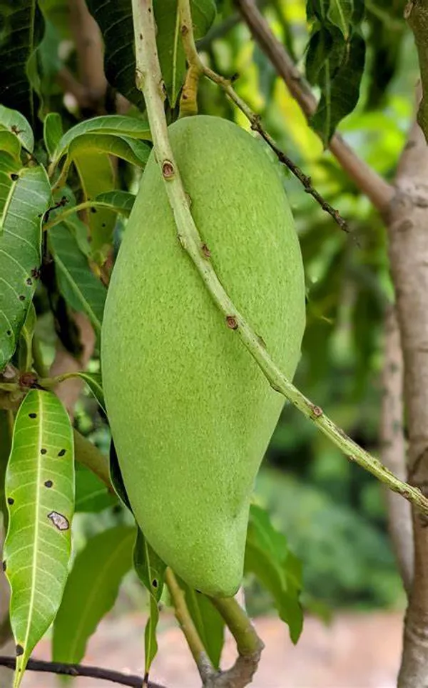 Nam_Doc_Mai_(Grafted)_All_Time_Mango_Fruit_Plant_(Pack_Of_1)