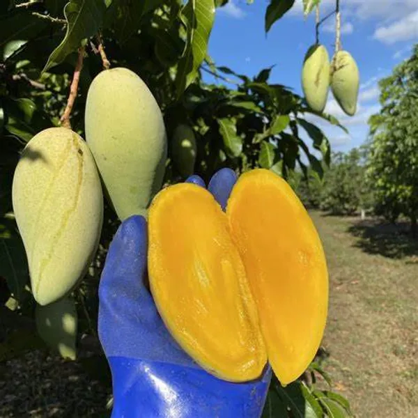Nam_Doc_Mai_(Grafted)_All_Time_Mango_Fruit_Plant_(Pack_Of_1)