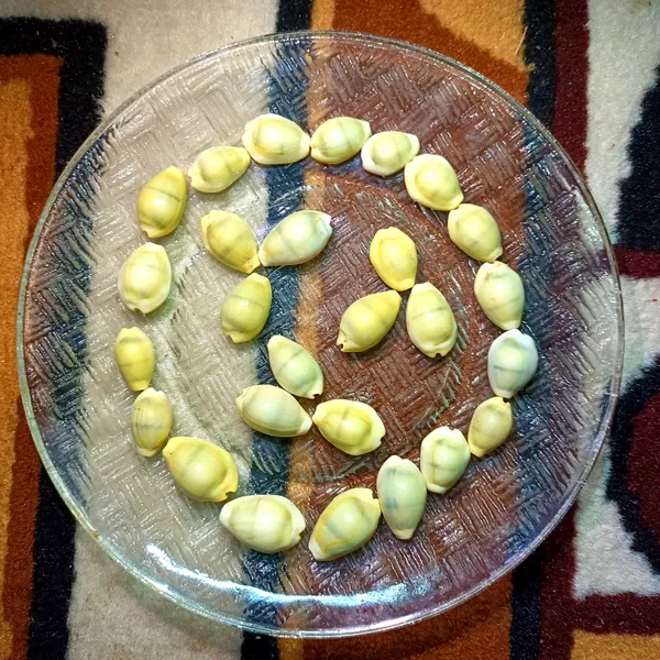 Natural_Yellow_Kauri_Kodi_|_Peeli_Kodi_Kaudi_|_Pooja_Items_|_Lakshmi_Pooja_|_Mandir_Natural_Cowrie_Cowry_|_Ritual_Pooja