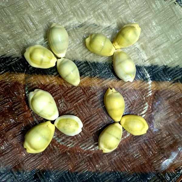 Natural_Yellow_Kauri_Kodi_|_Peeli_Kodi_Kaudi_|_Pooja_Items_|_Lakshmi_Pooja_|_Mandir_Natural_Cowrie_Cowry_|_Ritual_Pooja