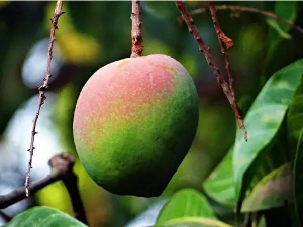 Rose_Green_Neelam_Mango_Grafted_Fruit_Plant