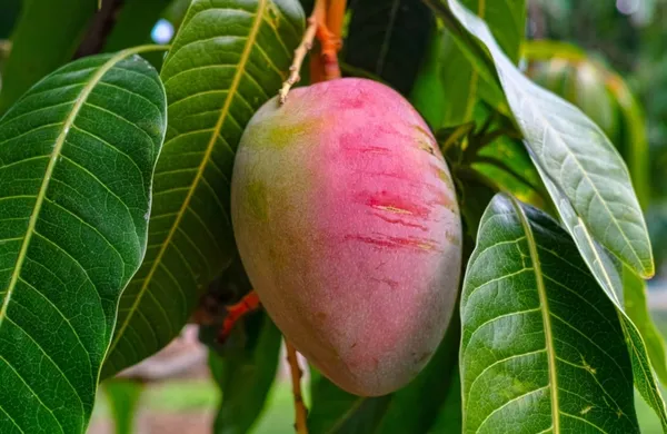 Rose_Green_Neelam_Mango_Grafted_Fruit_Plant