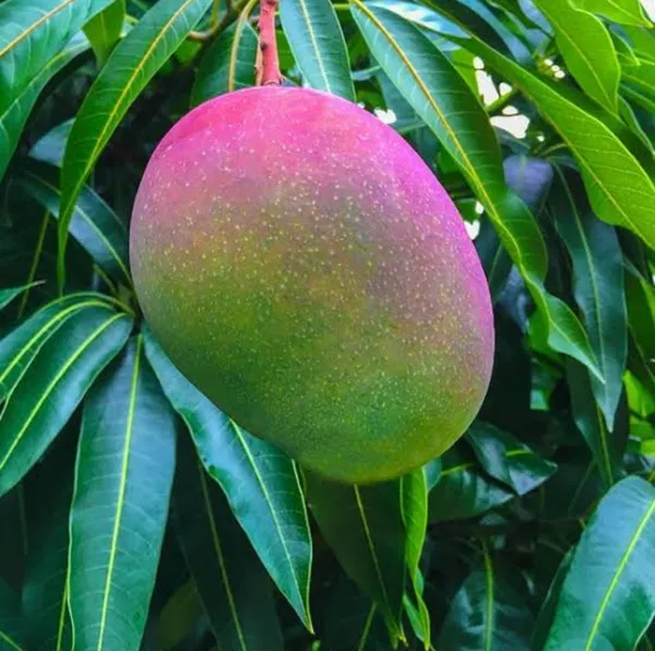 Rose_Green_Neelam_Mango_Grafted_Fruit_Plant