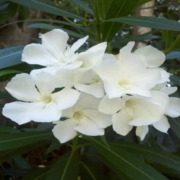 Nerium_Mini_White_Single(_Kanchan_)Flower_Plant
