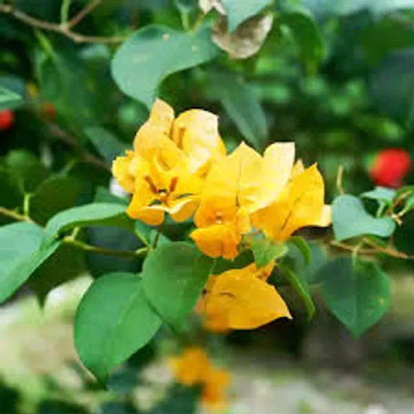 Bougainvillea_Deep_Yellow_Outdoor_Plant