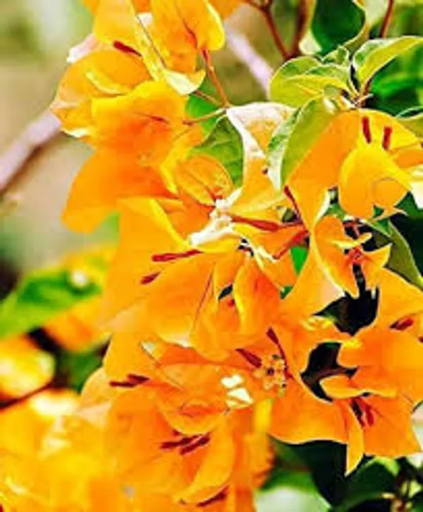 Bougainvillea_Deep_Yellow_Outdoor_Plant