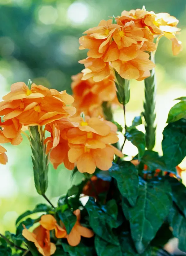 Crossandra_Flower_Plant