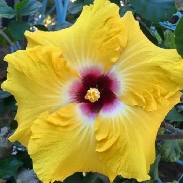 Yellow_Red_Australian_Hibiscus_Plant