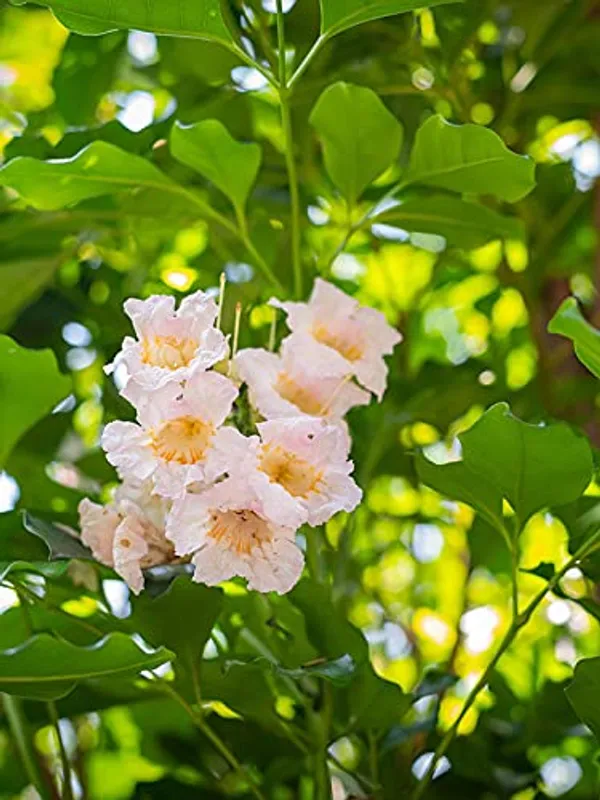 China_Doll_Flower_Outdoor_Plant