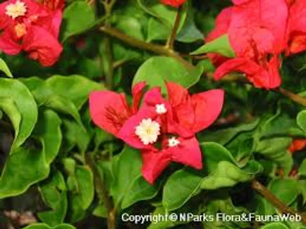 Tomato_Red_Bougainvillea_Plant