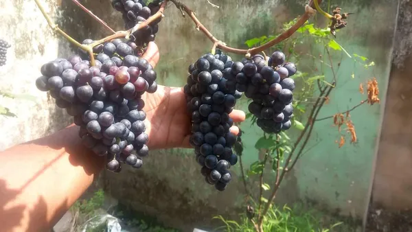 Anab_e_Shahi_Grapes,Hot_climate_|_Grafted_and_Hybrid_Plants