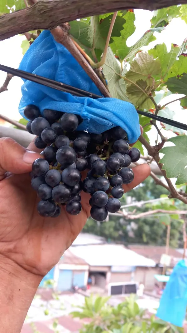 Anab_e_Shahi_Grapes,Hot_climate_|_Grafted_and_Hybrid_Plants