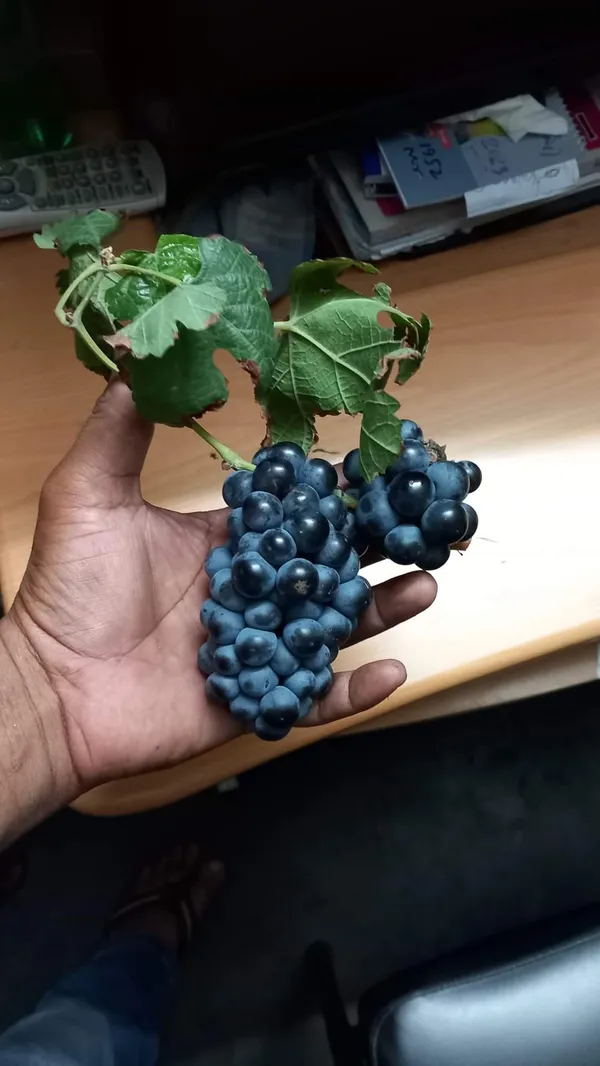 Anab_e_Shahi_Grapes,Hot_climate_|_Grafted_and_Hybrid_Plants