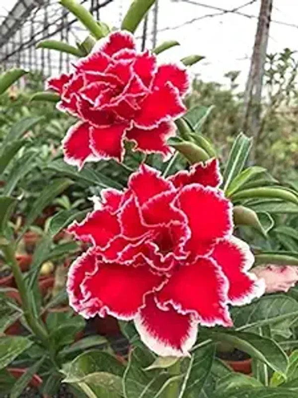 Hybrid_Adenium_Plant