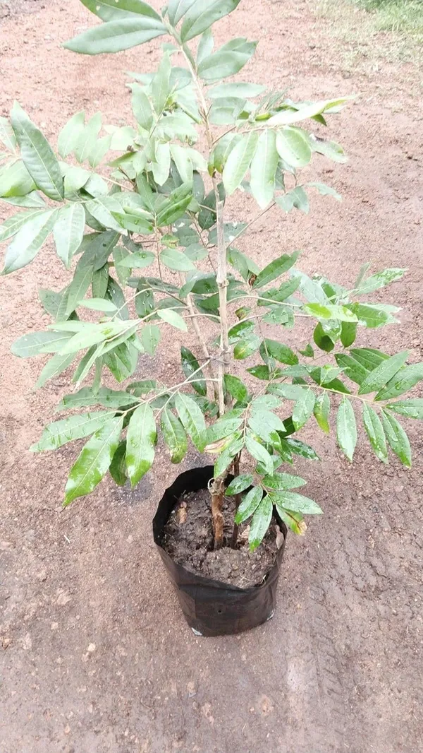 ORIGINAL_VIETNAM_4_SEASON_LONGAN_PLANT_(PACK_OF_1)