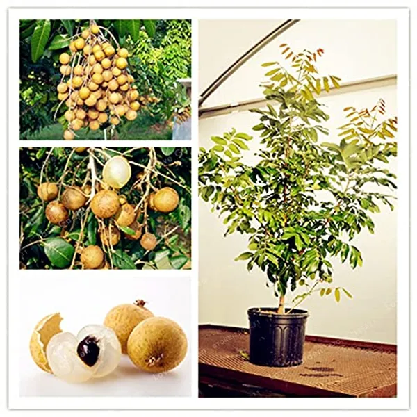 ORIGINAL_VIETNAM_4_SEASON_LONGAN_PLANT_(PACK_OF_1)