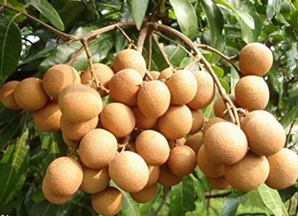 ORIGINAL_VIETNAM_4_SEASON_LONGAN_PLANT_(PACK_OF_1)