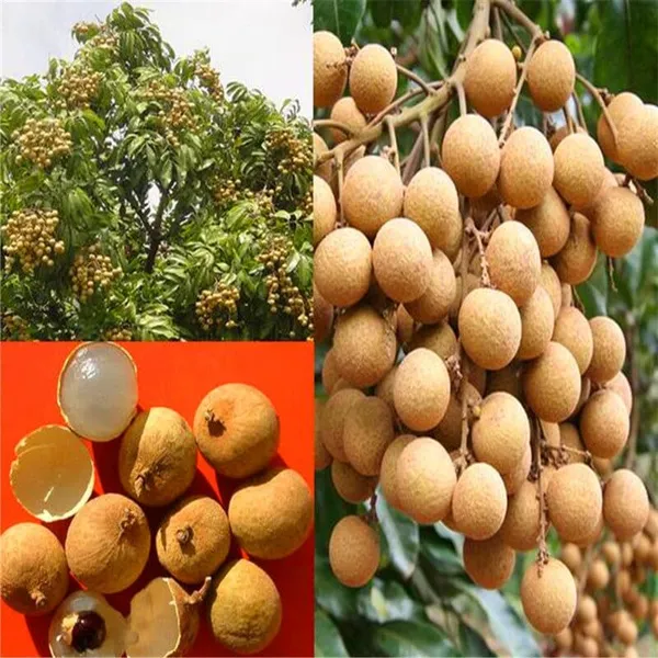 ORIGINAL_VIETNAM_4_SEASON_LONGAN_PLANT_(PACK_OF_1)