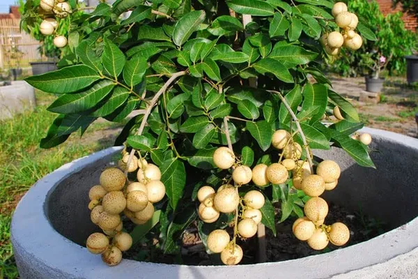 ORIGINAL_VIETNAM_4_SEASON_LONGAN_PLANT_(PACK_OF_1)