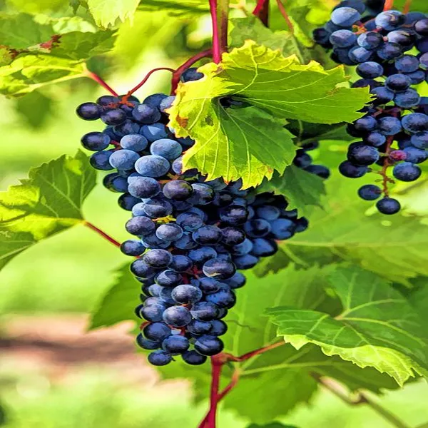 Thai_Seedless_Black_Grapes_Plant_Grafted_Hybrid